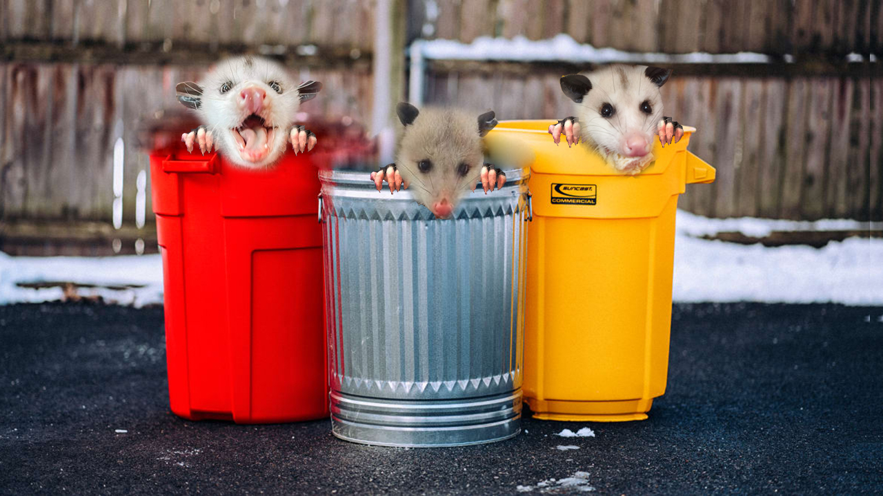 Opossum trash
